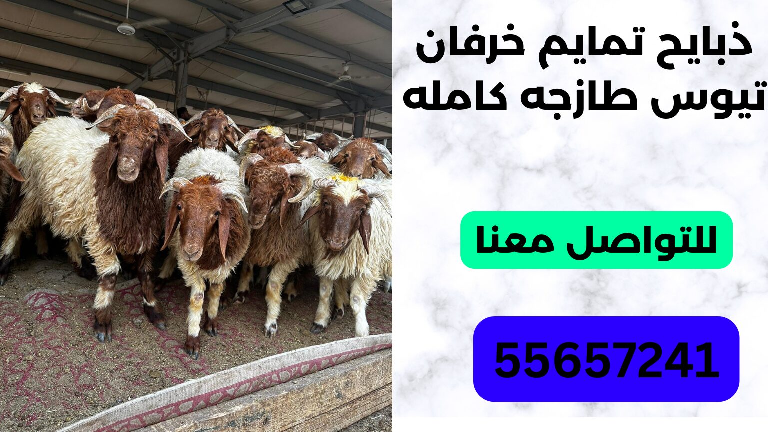 ذبايح تمايم خرفان تيوس طازجه كامله